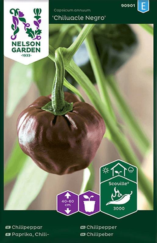Chilipepper 'Chiluacle Negro'