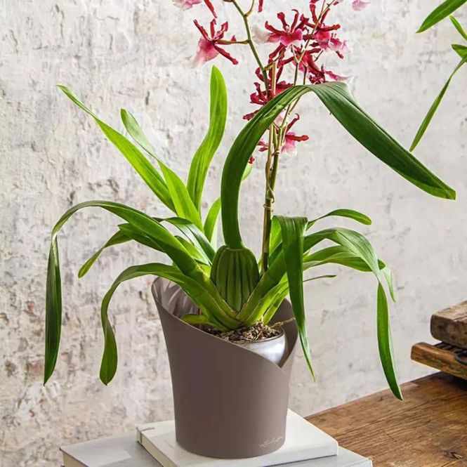 Hovedbilde Orchidea, Lechuza Orkidépotte Selvvanning