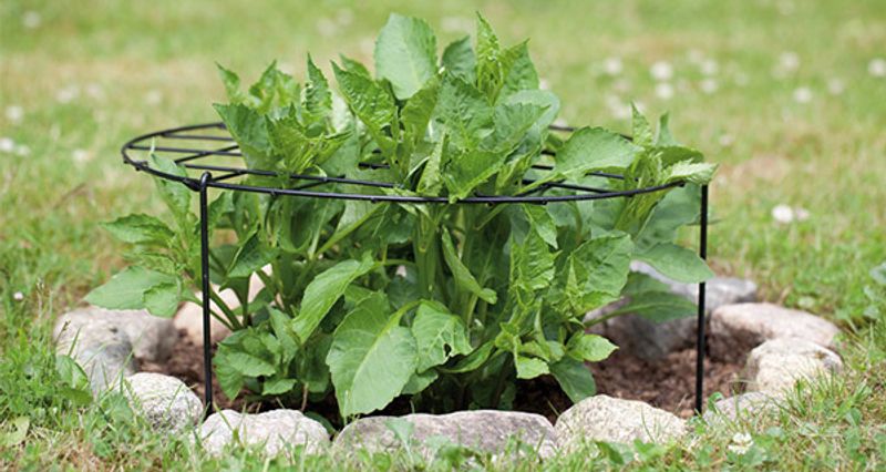 Staudestøtte 70 cm