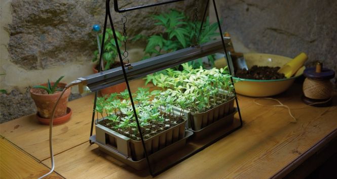 Hovedbilde Stativ til plantelys