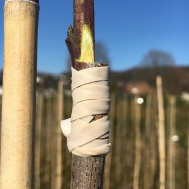 Hovedbilde Okulasjonsbånd 160x6 mm
