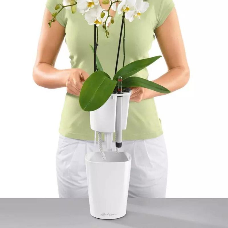Deltini, Lechuza blomsterpotte