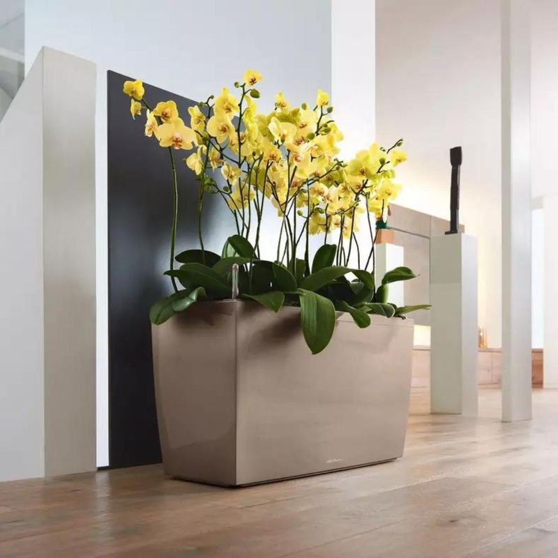 Cararo Premium, Lechuza Blomsterkasse