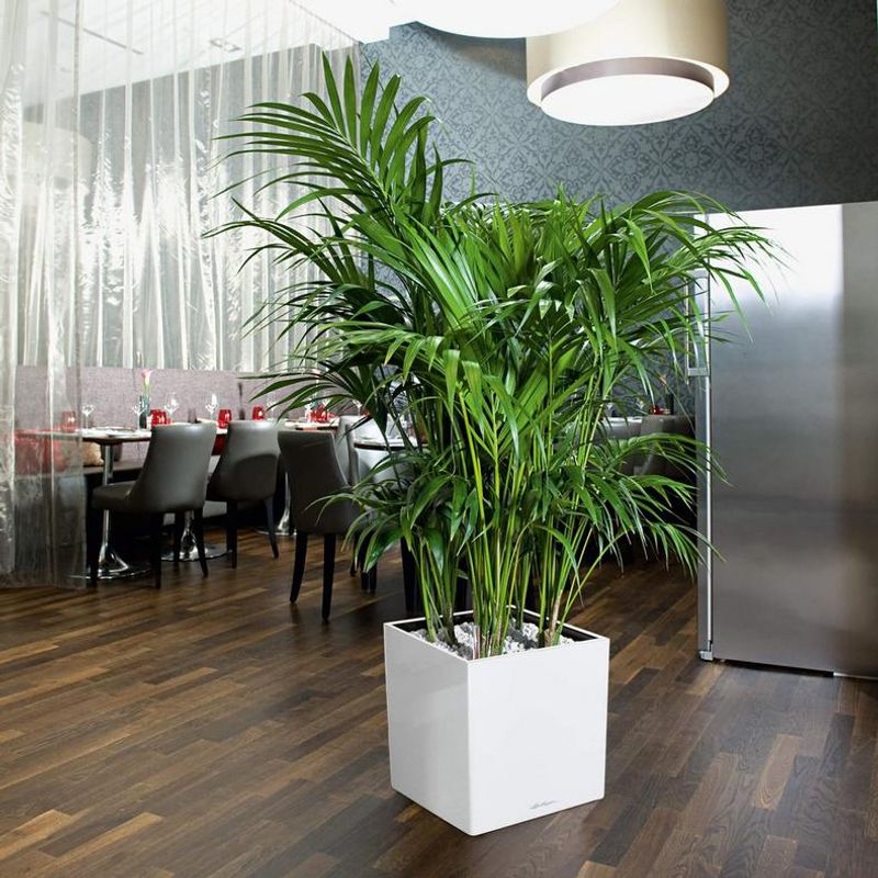 Cube Premium 40, Lechuza Blomsterpotte