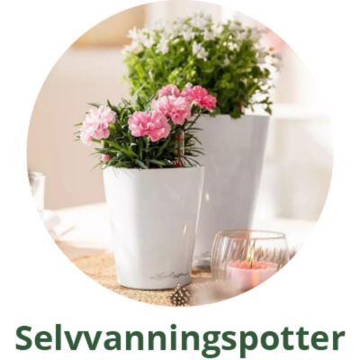 Lechuza selvanningspotter