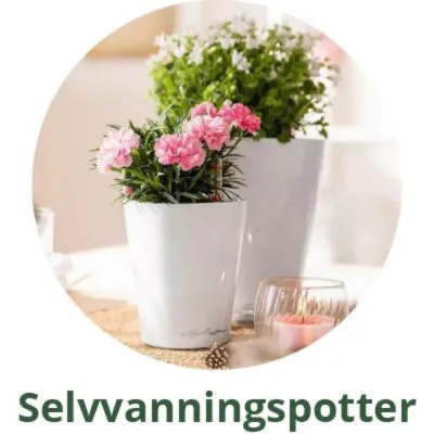 Lechuza selvanningspotter