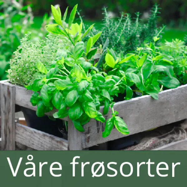 Våre frøsorter