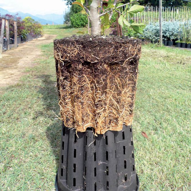 Hovedbilde Root Pruning Pot 12L